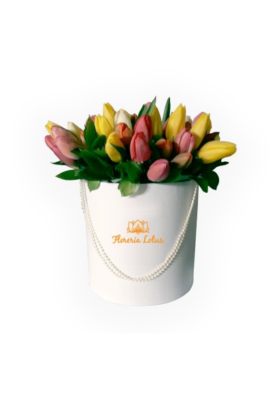 Box de tulipanes